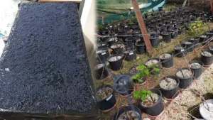 66598358d22f342ecbd8eae6