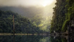 amazon ormanlari tehlike altinda ku zmuk cover.png