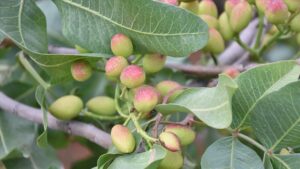 antep fistigi rekolte