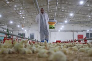 basin birakti ciftlik kurdu