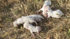 cop konteynerinden vahset cikti smwg