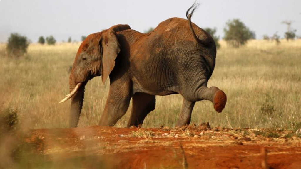 fil elephant reu 1644836 1