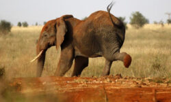 fil elephant reu 1644836 1