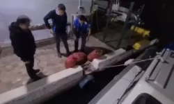 salyongoz avcici