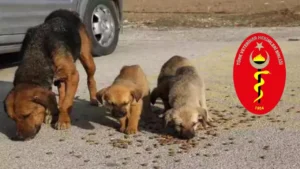 veterinerler uyutma yasasina uymayacak meslek yeminimize bagli kalacagiz yasatacagiz ydu9 cover.png