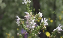 salvia siirtica hvm6 cover.jpg