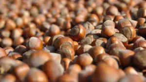 tmo findik satisinda kredi kartiyla satis donemini duyurdu daha once denenmemis sbdq cover.jpg