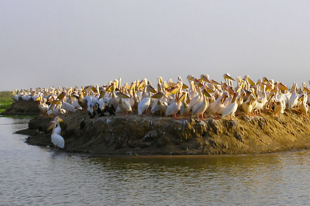 Djoudj Bird Sanctuary