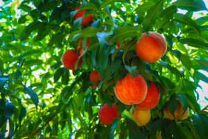 ab tescilli bursa seftalisi avrupa sofralarinda daha fazla yer alacak