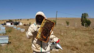 bozok yaylasi bal 1 ay erken hasada basladi