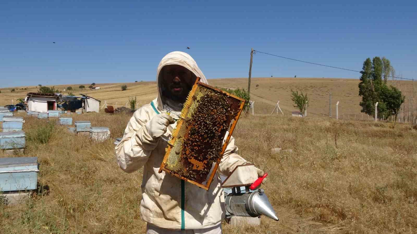 bozok yaylasi bal 1 ay erken hasada basladi