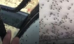 cifrtci ne yapacagini sasirdi