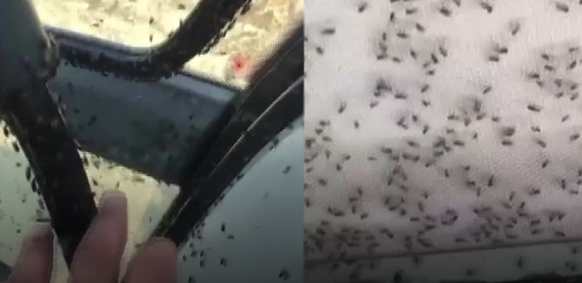 cifrtci ne yapacagini sasirdi