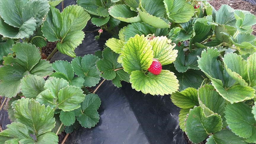 corumda cografi isaretli cilekin ekim alani