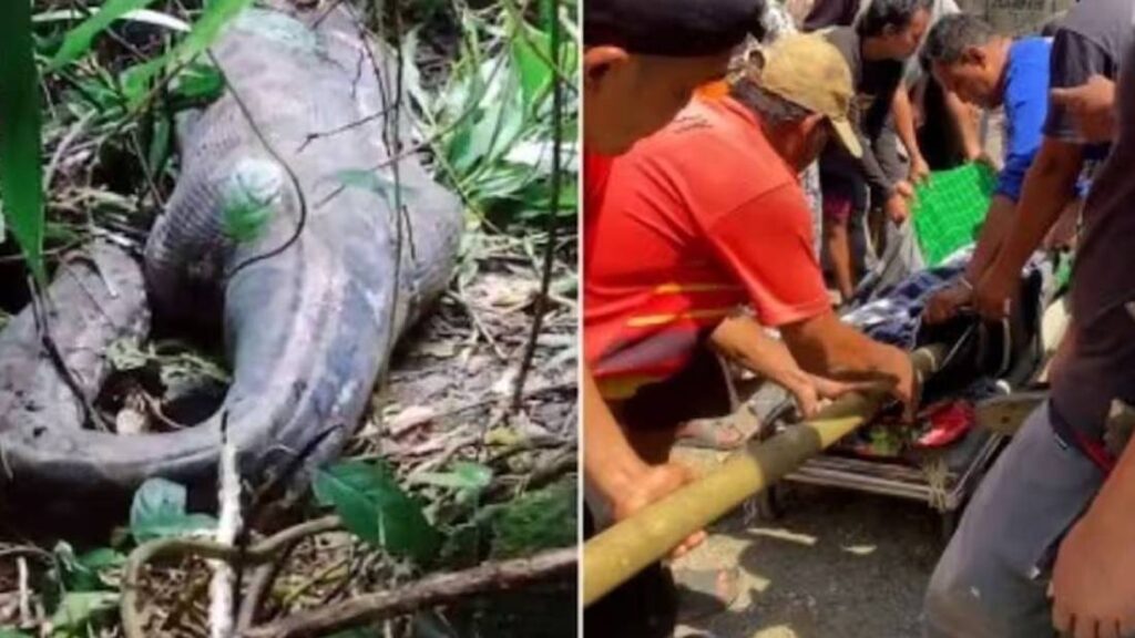 endonezyada 9 metrelik piton bir kadini yuttu ksdx