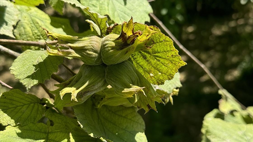 findikta ornek bahceler