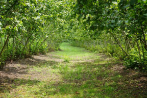 findikta rekolte belirleme