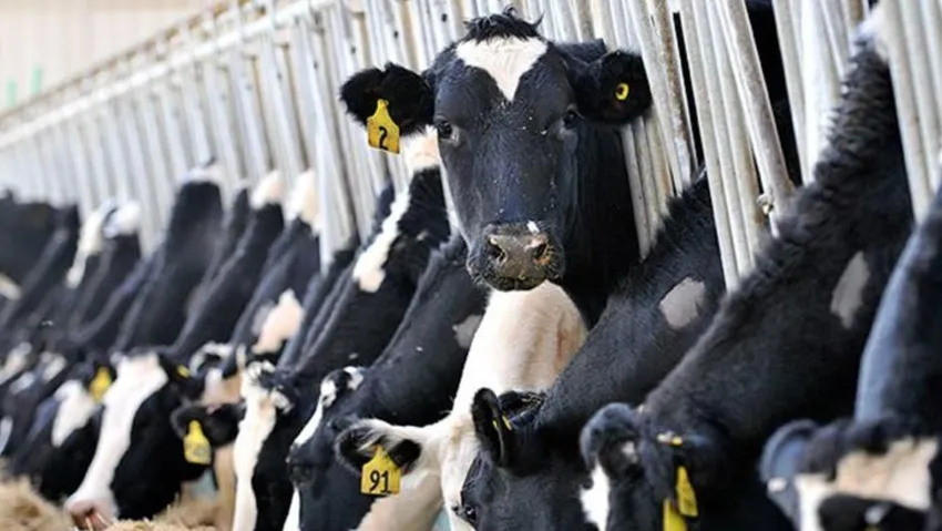 hayvancilik kdco cover.jpg