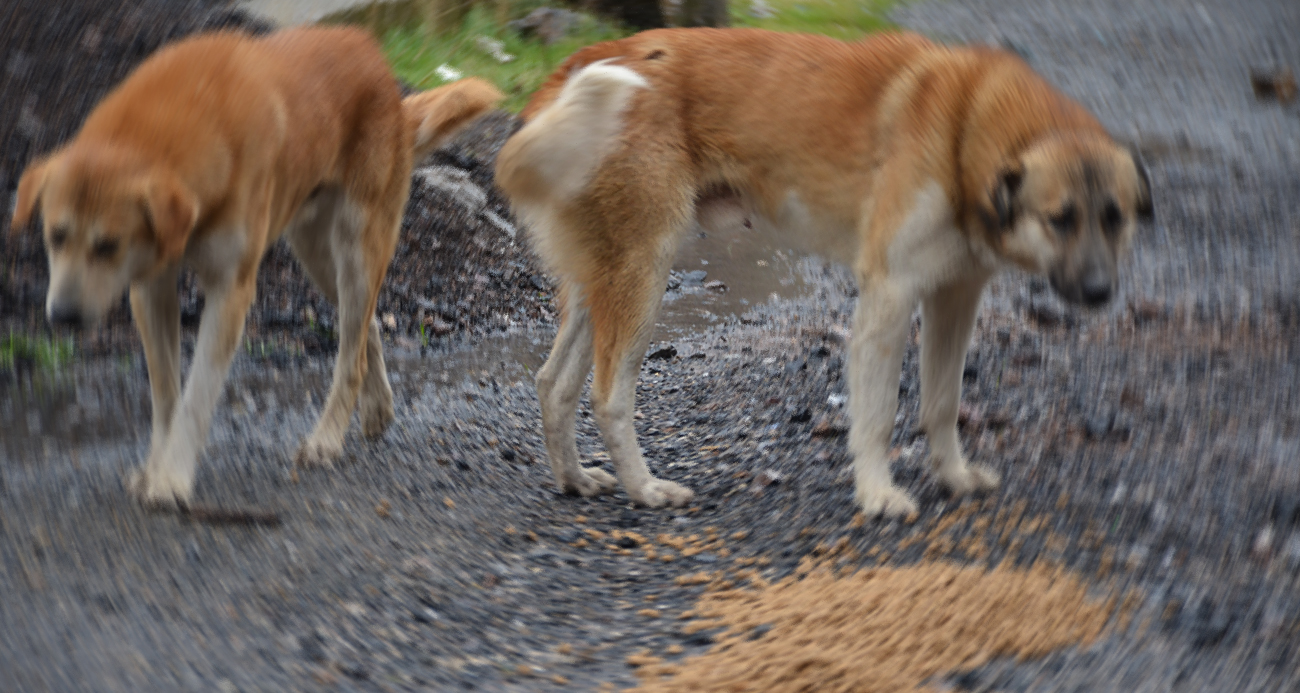 masak kopek mama lobisi