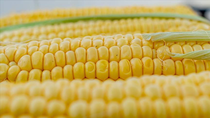 thumbs b c 411b9ef9b715634a5f2fdf8a2df695f5