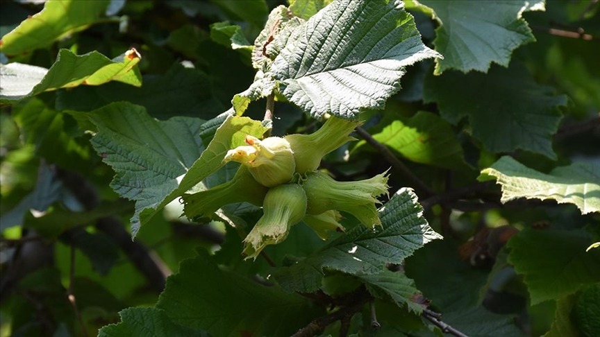 thumbs b c 48f5f7a48855889921d56f5474e9300b