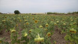 thumbs b c 539e05678c7f58d8c0f5be490d60ef20