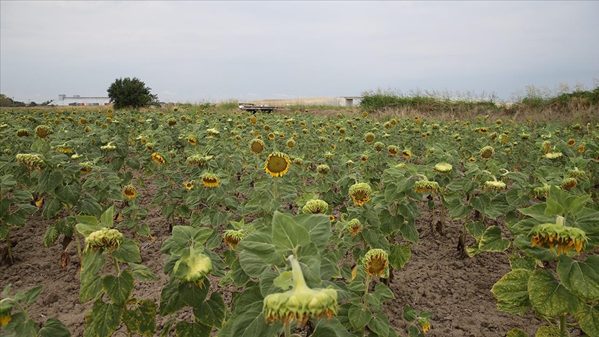 thumbs b c 539e05678c7f58d8c0f5be490d60ef20