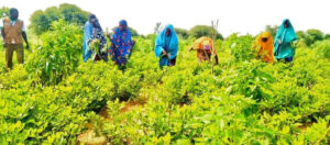 457093347 906338131524136 5601987193954567007 n