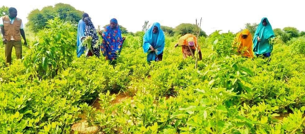 457093347 906338131524136 5601987193954567007 n