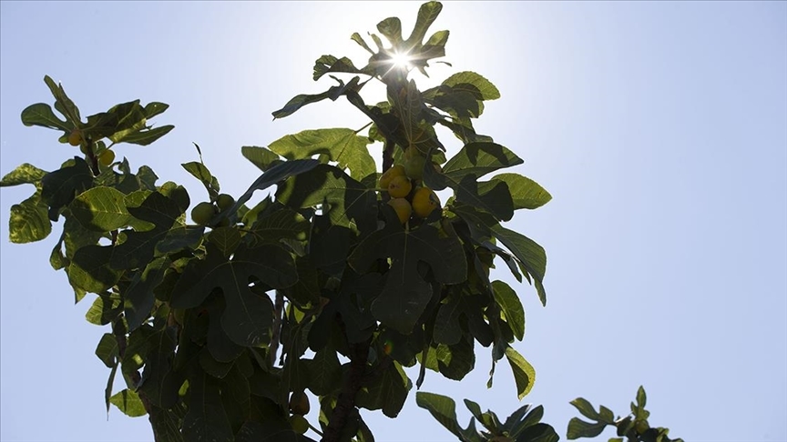 Asiri sicaklar kuru incirde hasadi one cekti