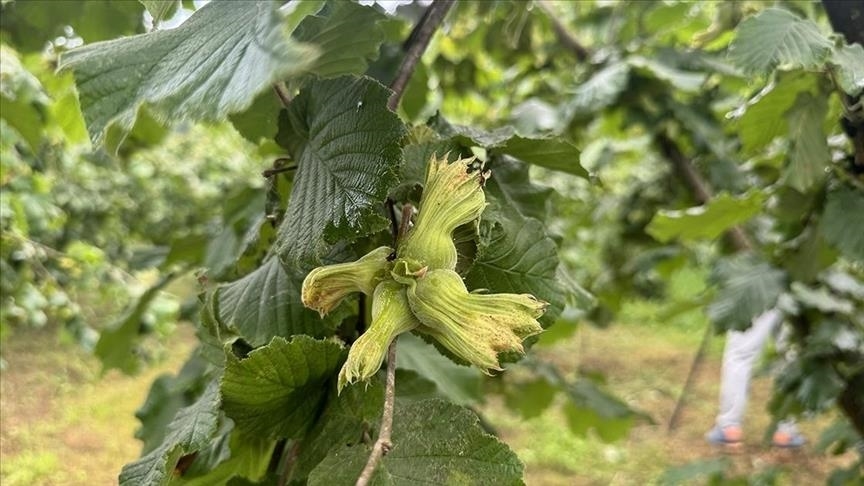 Ihracat artisinda findik ve mamulleri basi cekti