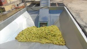 Islahiyede bir firma tescilli koruk eksisinin seri uretimine basladi