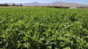 Nigdede yuksek verimli yonca cesidi gelistirildi