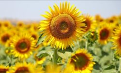 Yaglik aycicegi tohumu ve ham aycicegi yagi ithalatinda tarife kontenjani acildi