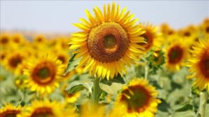 Yaglik aycicegi tohumu ve ham aycicegi yagi ithalatinda tarife kontenjani acildi