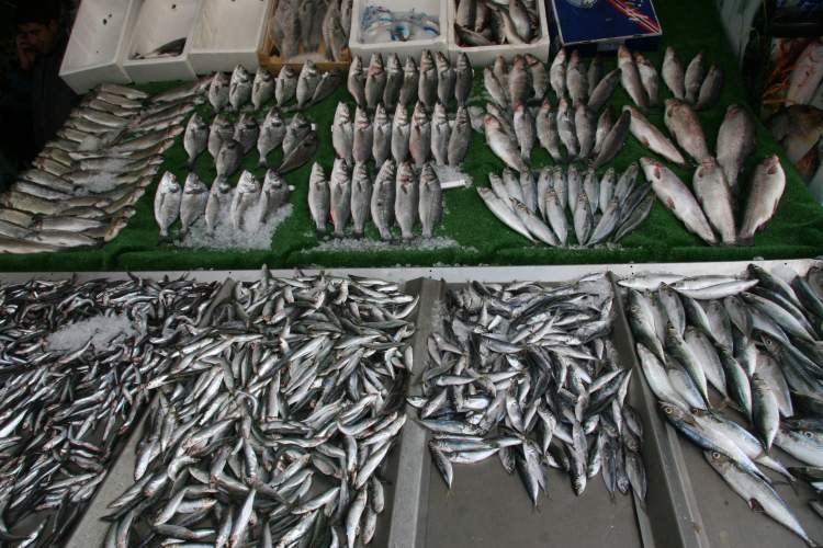 balik tezgahi gormek 2042