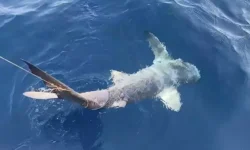 canakkale avlanmasi yasak kopek baligi