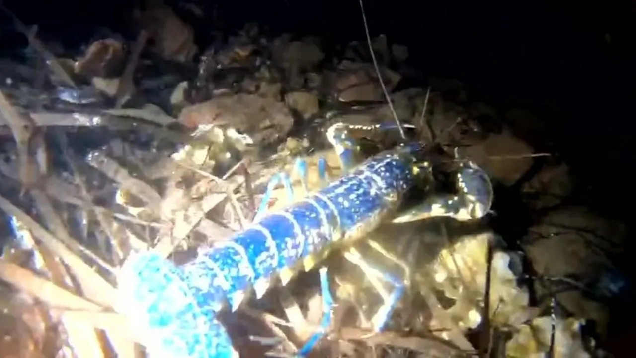 gorulme ihtimali 200 milyonda bir mavi istakoz ayvalik aciklarinda goruntulendi tit3 cover.jpg