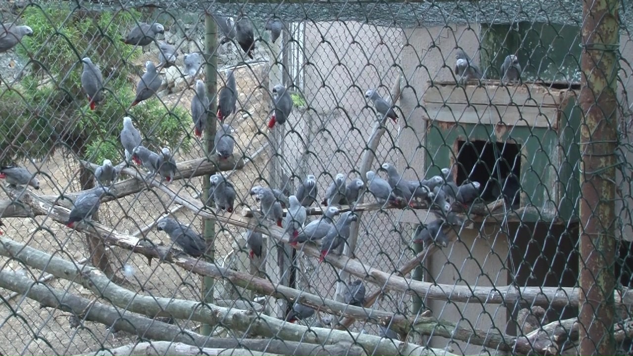 havalimani papaganlari