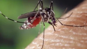 kapak 4 wjbn cover.jpg