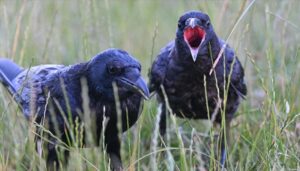 thumbs b c 0a46fcbb2e1a124f410258ae9975c652