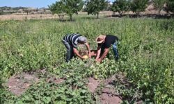 yozgat bagributun kavun hasadi