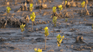 20870606 399 300 1135 639