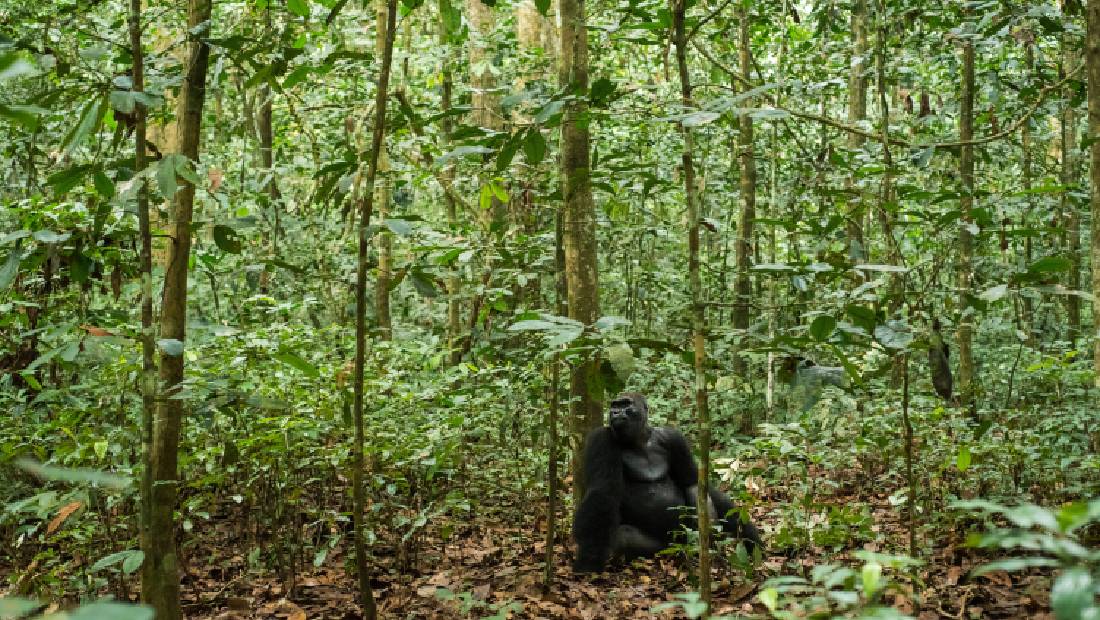 congo