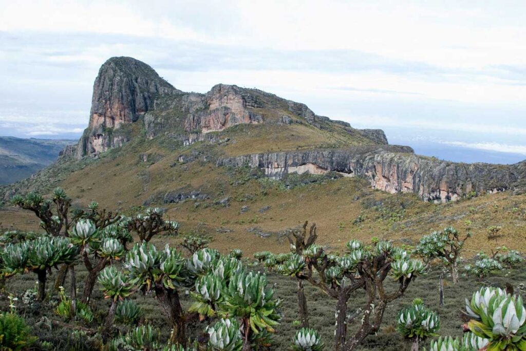 elgon1