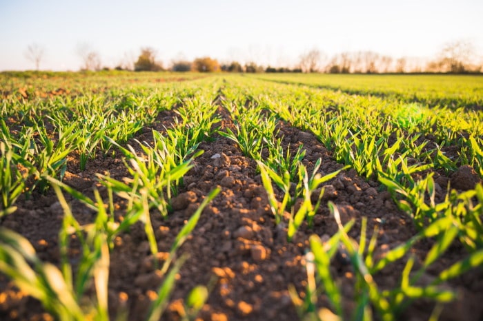 formation agriculture