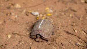 gozleme kaplumbagasi