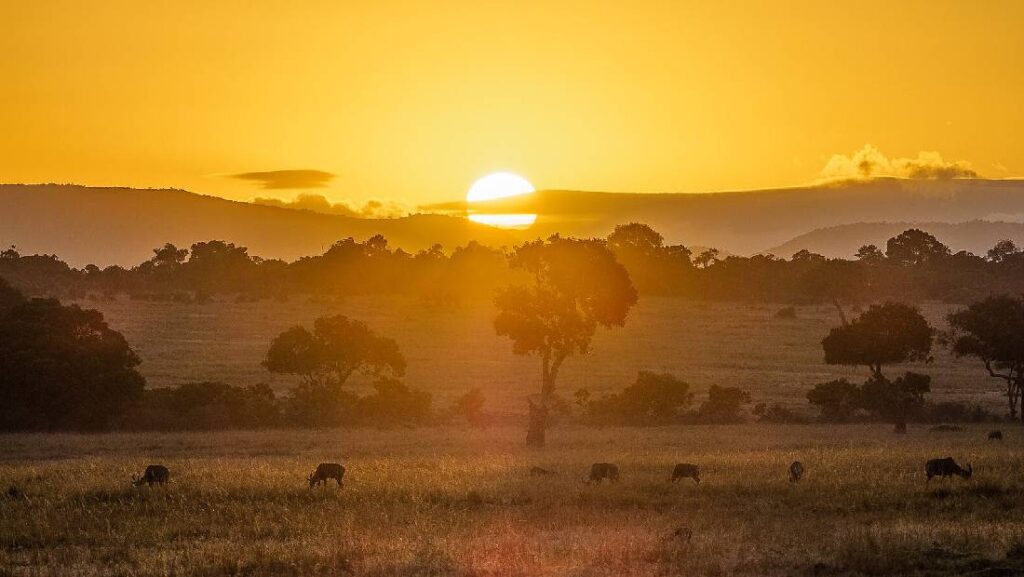 maasai mara