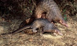 pangolin