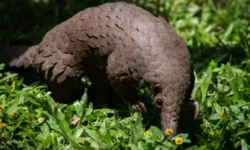 pangolin
